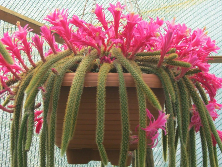 Апорокактус плетевидный