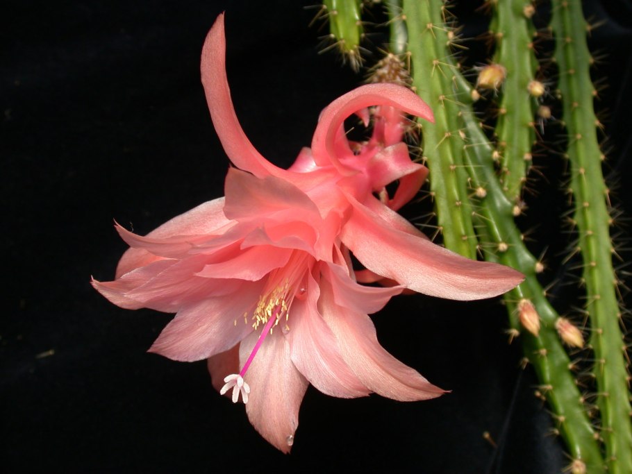 Вриезия Апорокактус