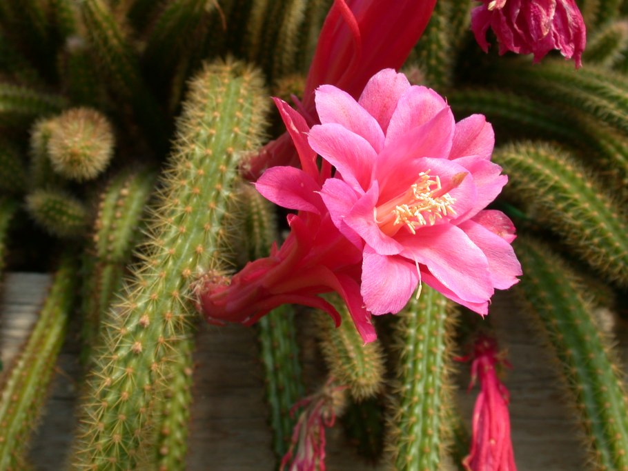 Апорокактус Концатти