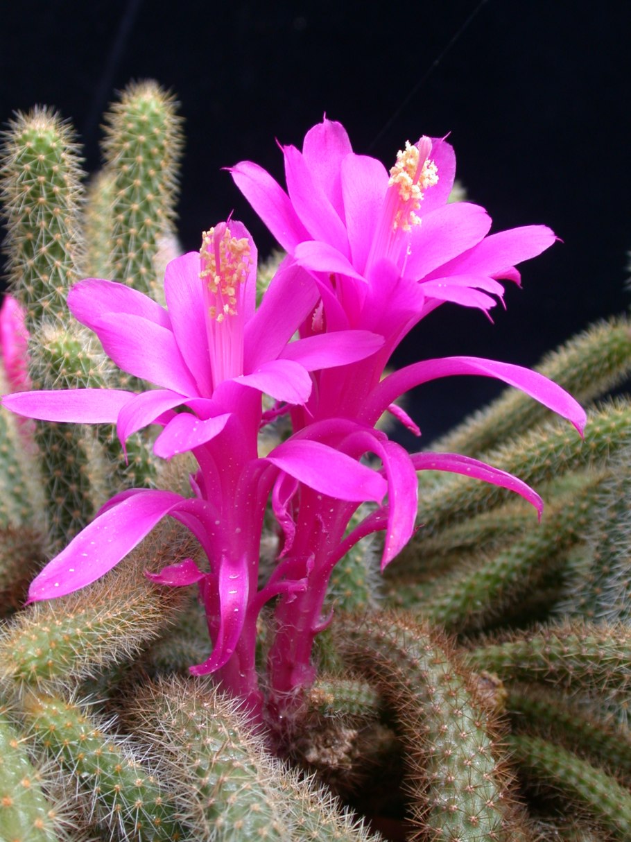 Семейство кактусовых