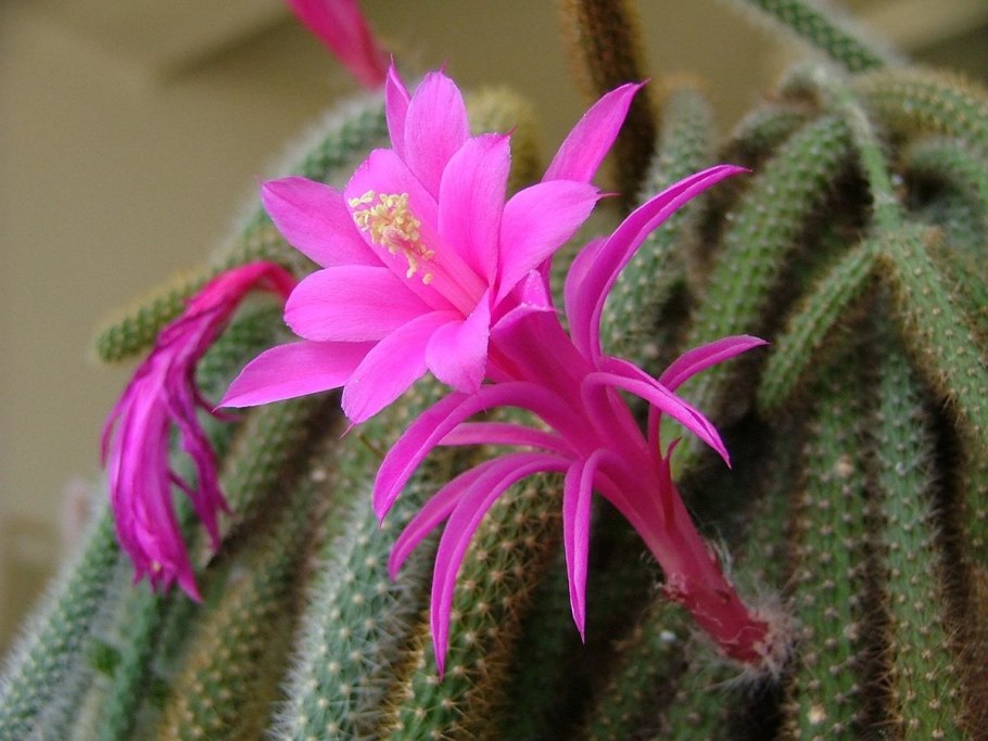 Disocactus flagelliformis