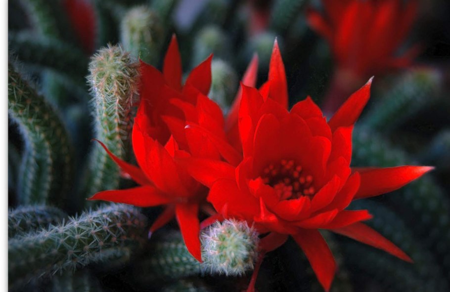 Хамецереус сильвестра кактус