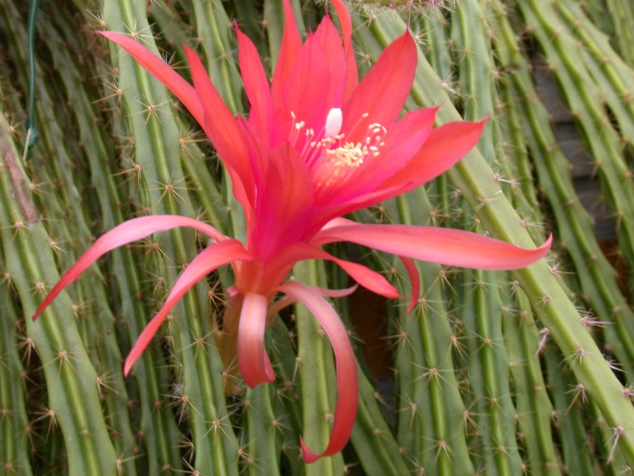 Апорокактус концатти (aporocactus conzattii) мартиуса