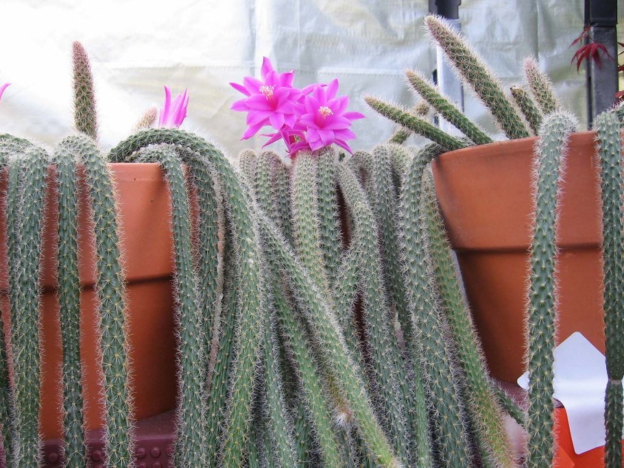 Кактус Апорокактус плетевидный