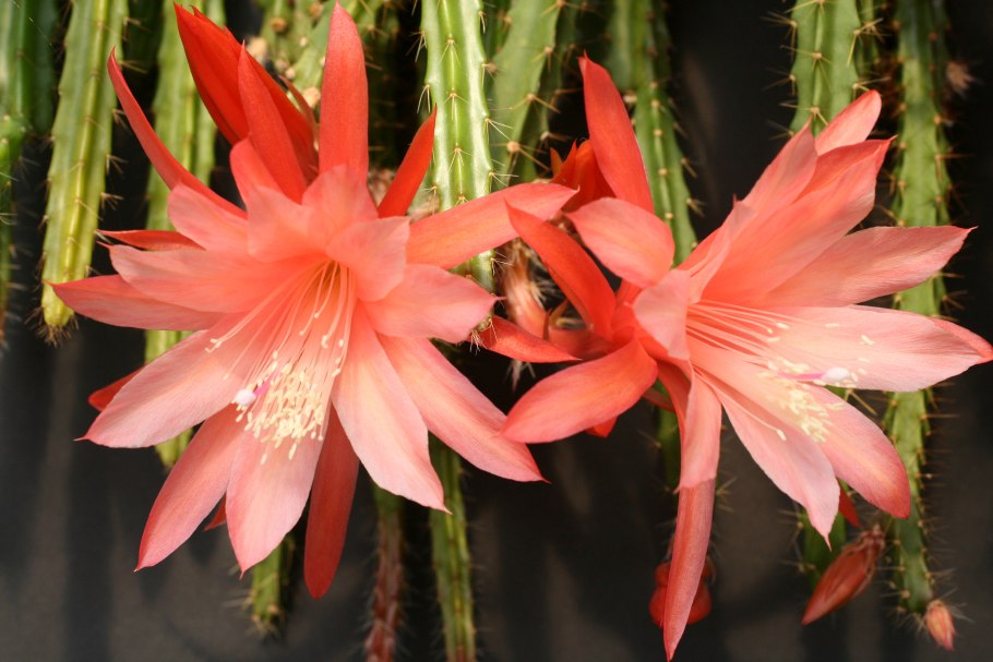 Эпифиллум кактус апорокактус