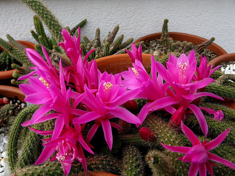 Aporocactus conzattii