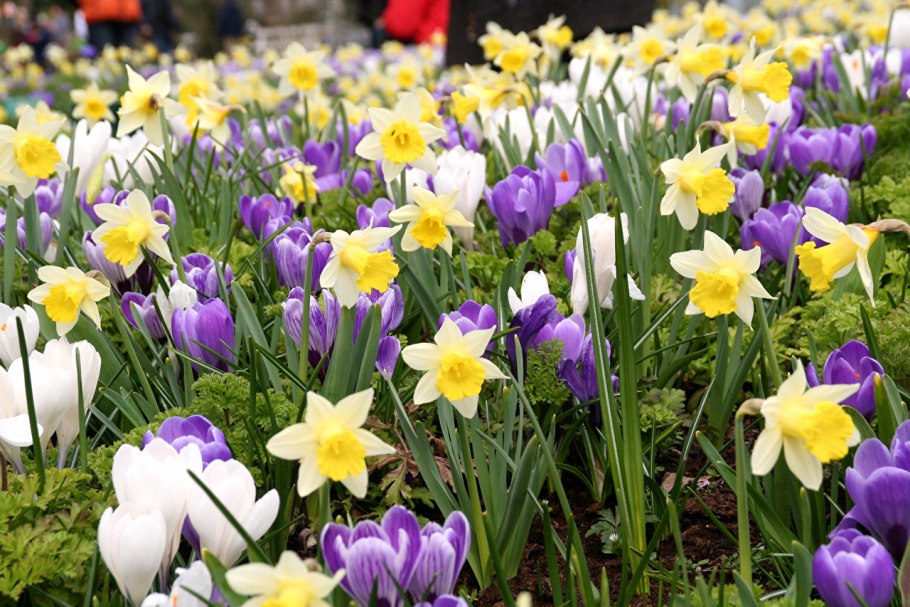 Крокусы тюльпаны нарциссы