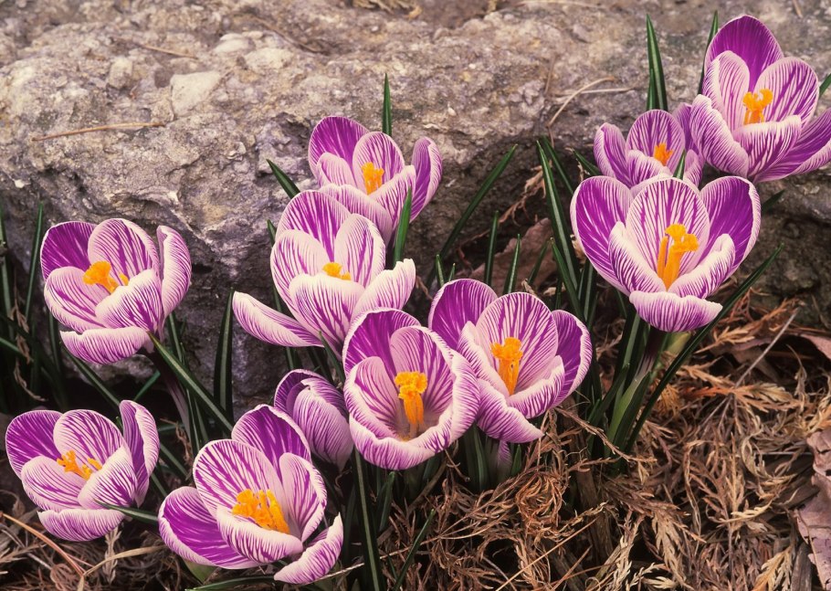 Первоцвет сиреневый Крокус