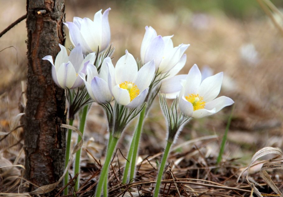 Крокус Геральд