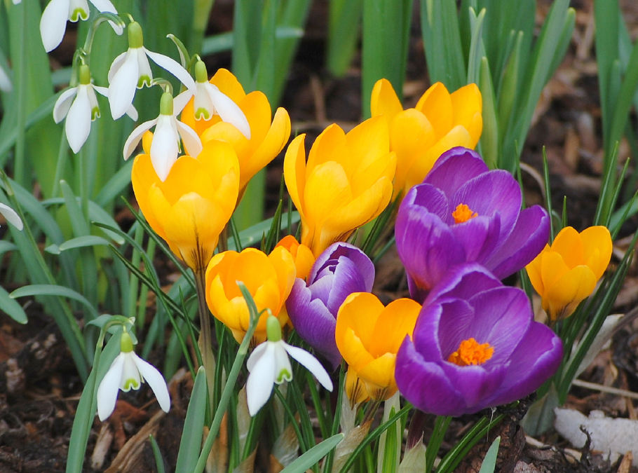 Подснежник узколистный