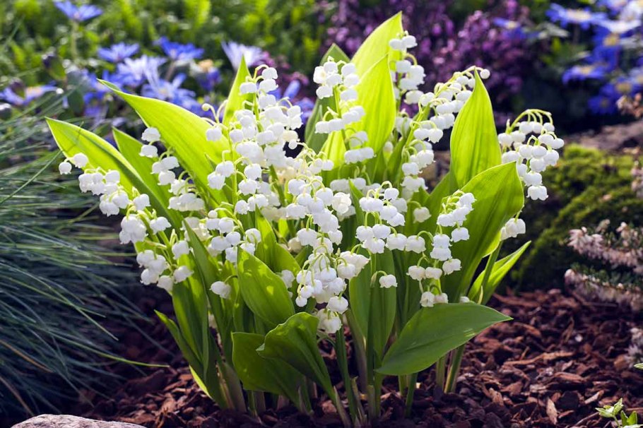 Ландыши "первоцветы"