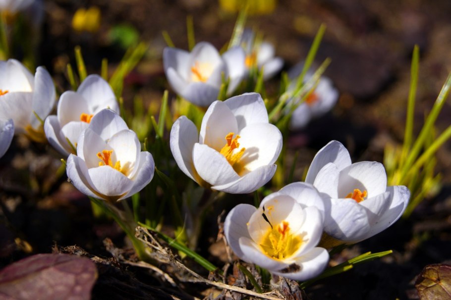 Пролески, подснежники, крокусы