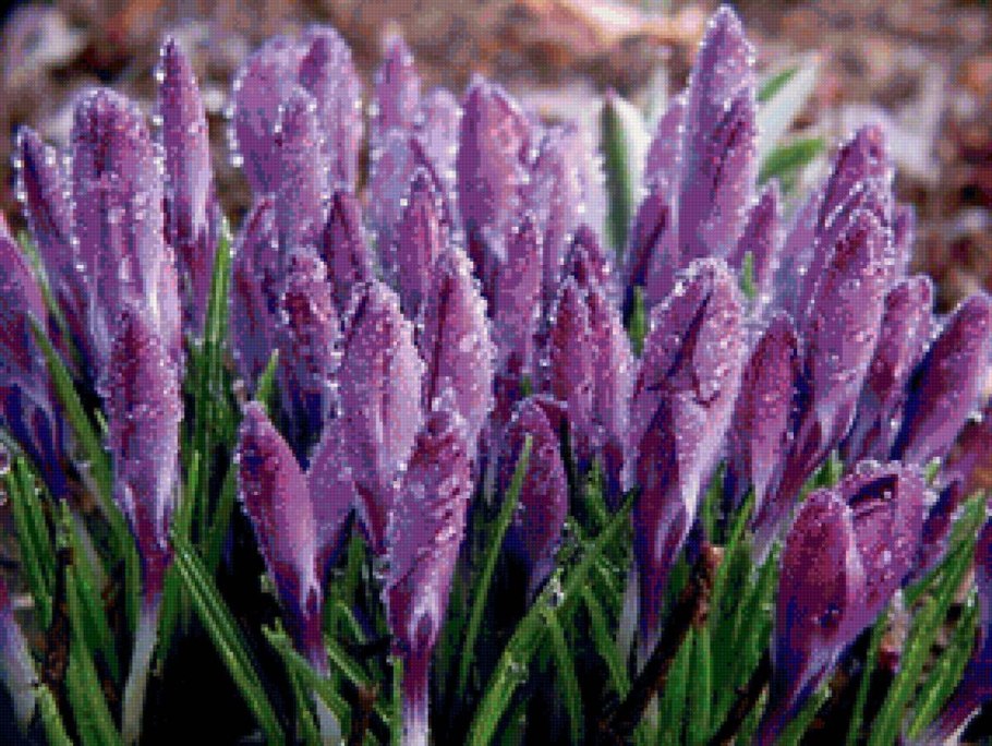 Растения весенних цветников