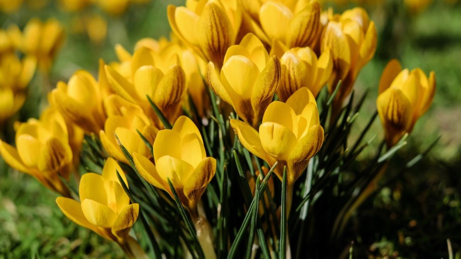 Крокус (цветок) в поле