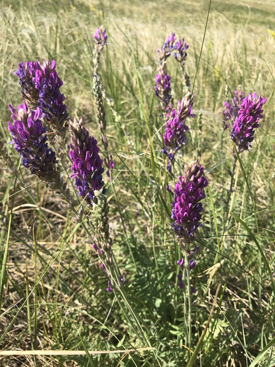 Остролодочник монгольский