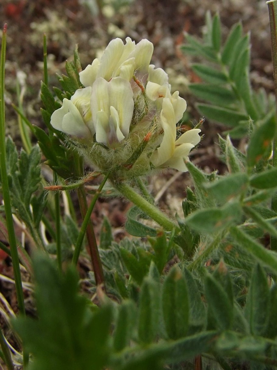 Остролодочник Ушакова на острове Врангеля