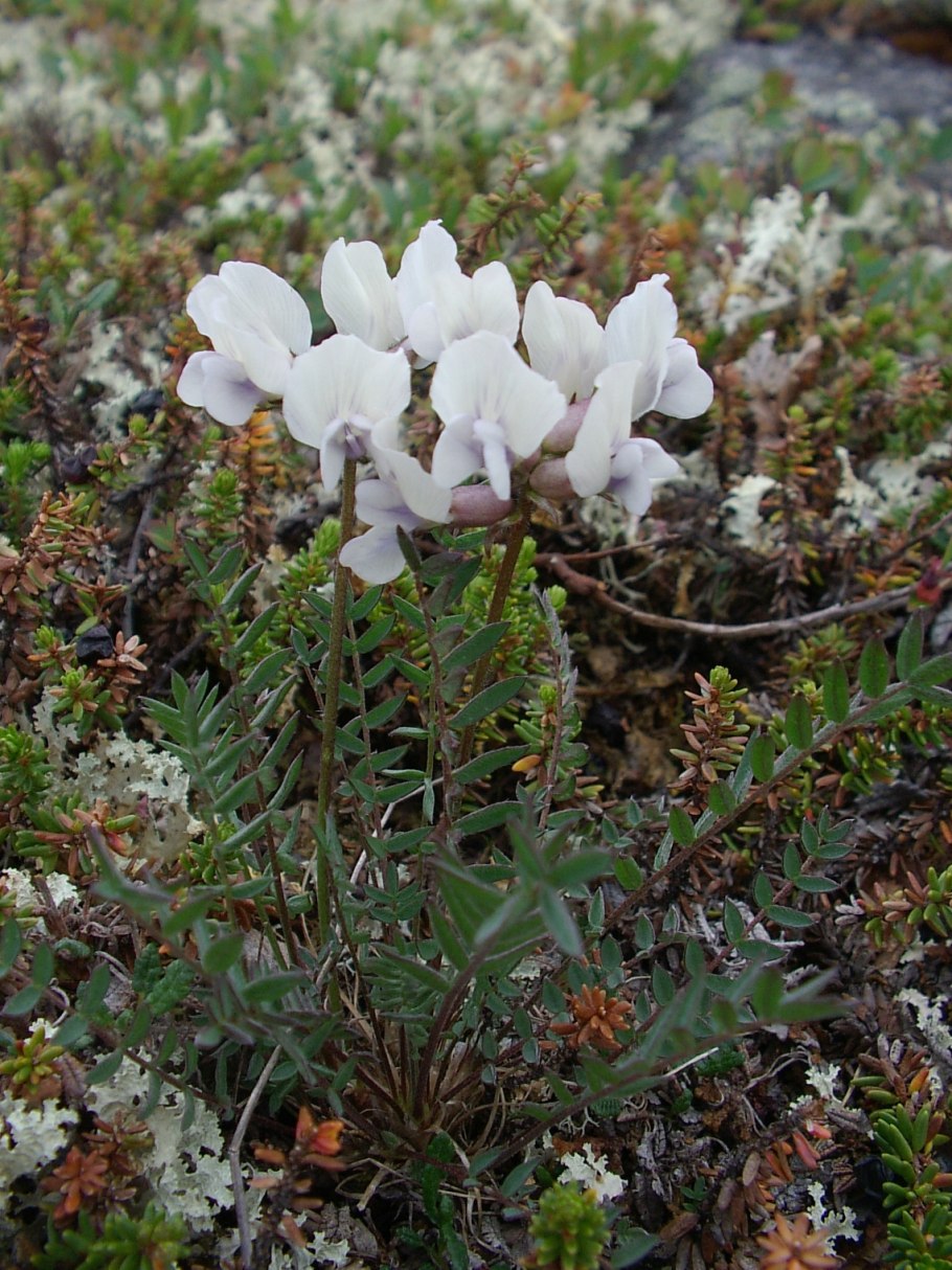 Филлодоце голубая лапландский заповедник