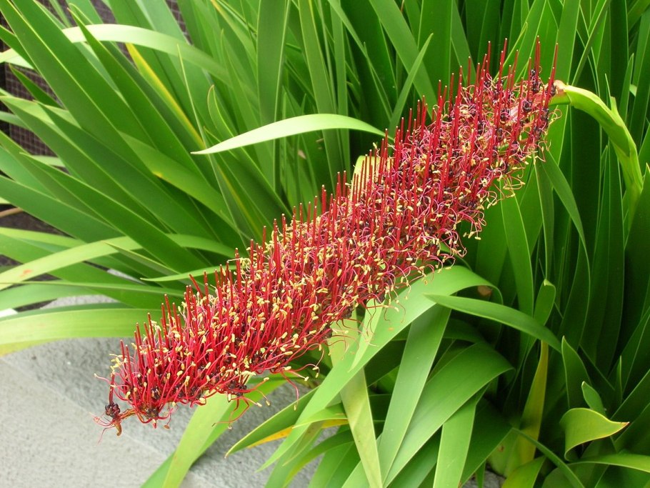 Ксеронема Callistemon