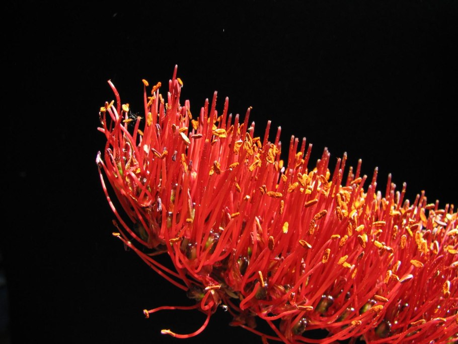 Ксеронема Callistemon