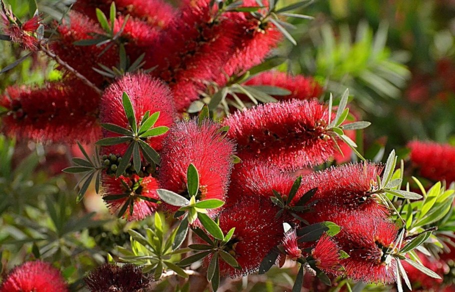 Каллистемон лимонный