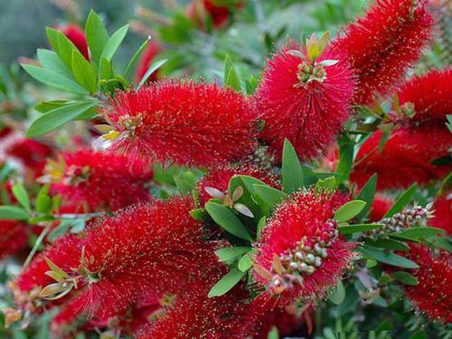 Ксеронема красивотычинковая