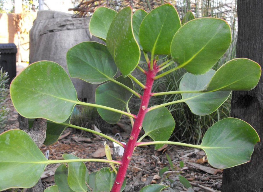 Брелок-пейджер Mongoose LS 9000d