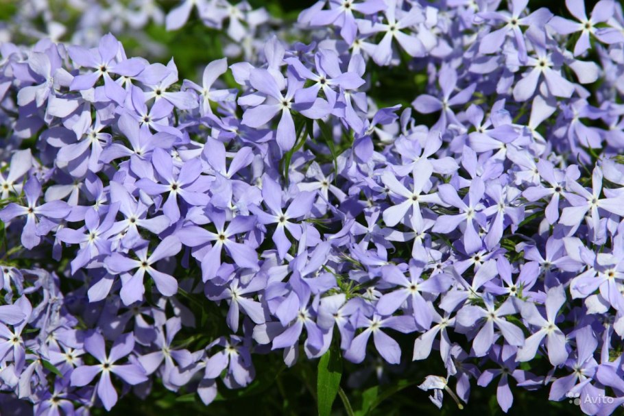 Флокс растопыренный 'Blue Perfume'