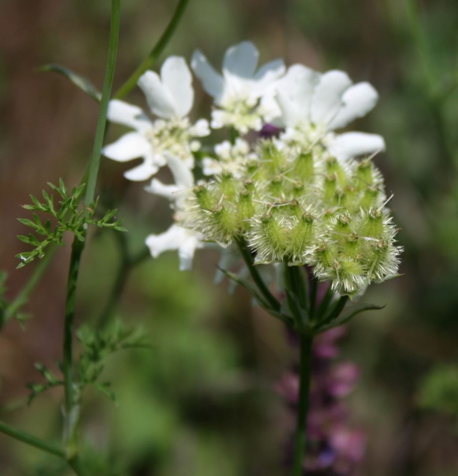 Libertia Chilensis