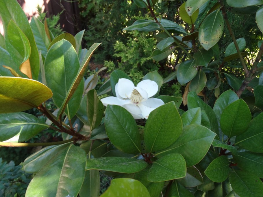 Семена Гавриш Сесбания крупноцветковая Меконг 3 шт.