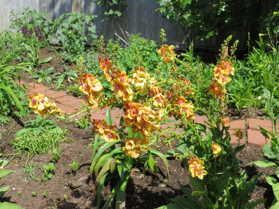 Либертия иксиевидная