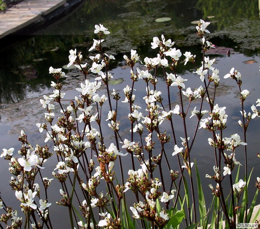 Либертия метельчатая