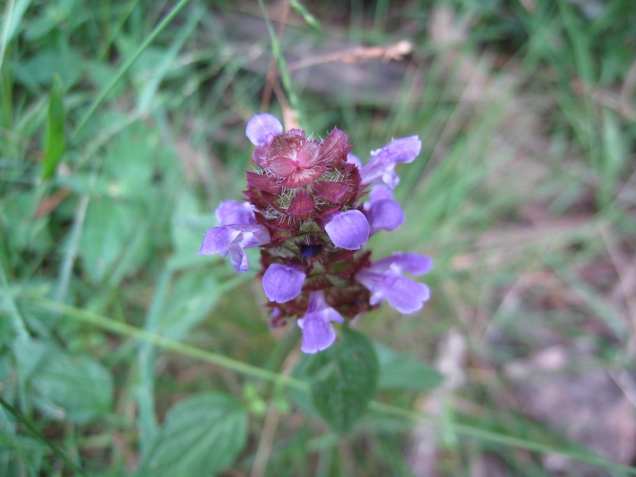 Prunella vulgaris