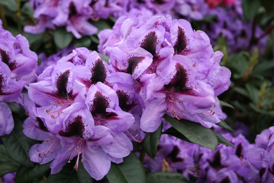 Peter alan рододендрон гибридный