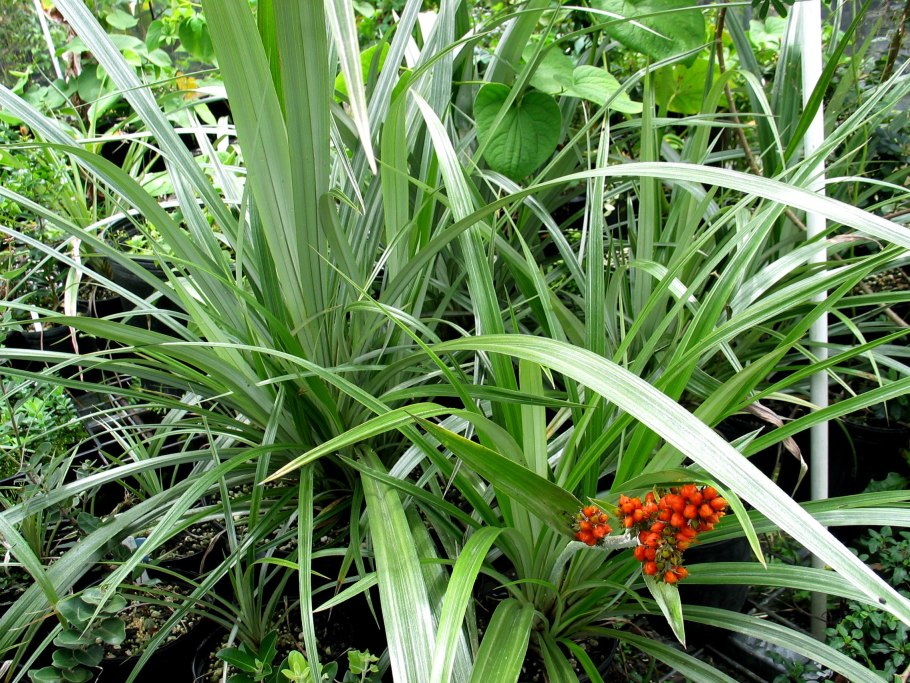 Хиллард Нерина