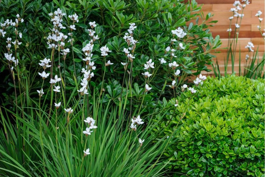 Либертия метельчатая