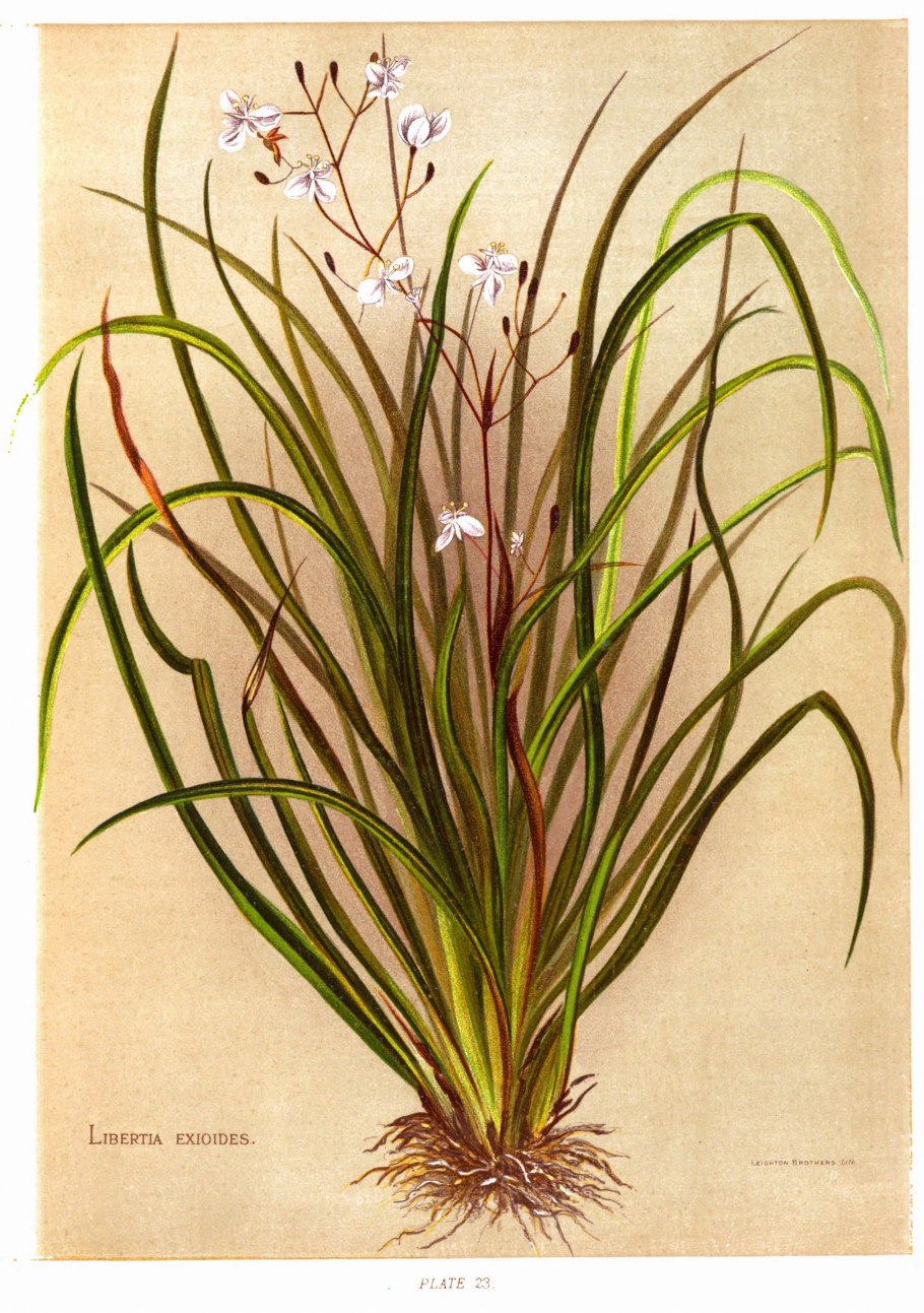 Тюльпаны Амсония