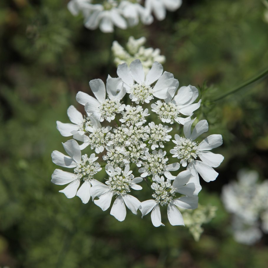 Вологодское кружево цветы растение