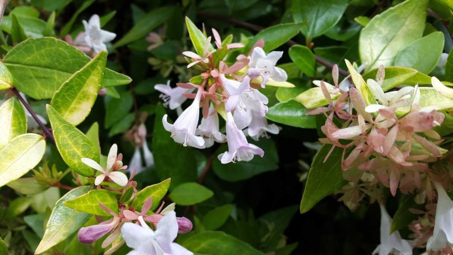 Абелия грандифлора