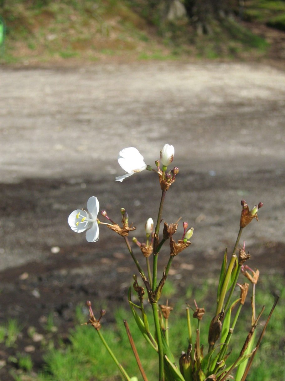 Libertia Formosa