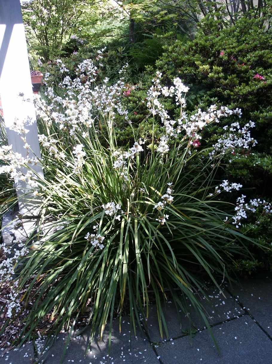 Либертия метельчатая