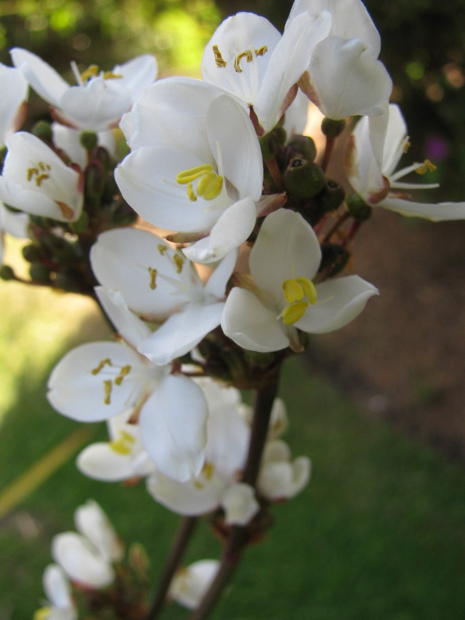 Либертия иксиевидная