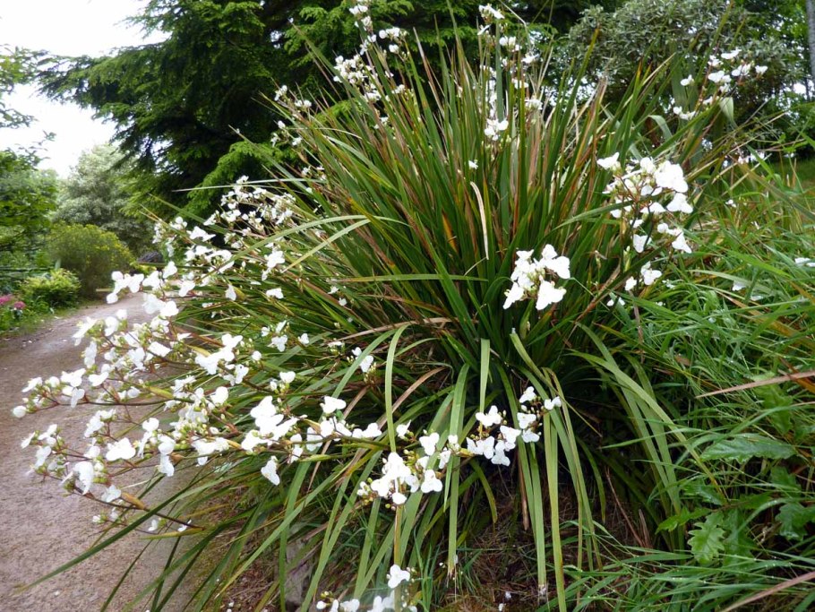 Libertia Chilensis