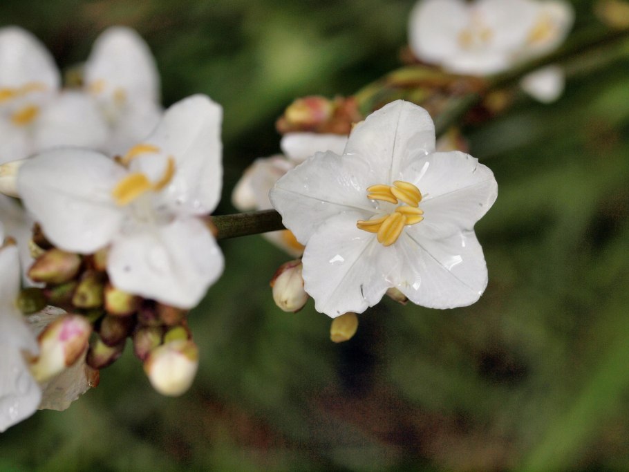 Libertia grandiflora
