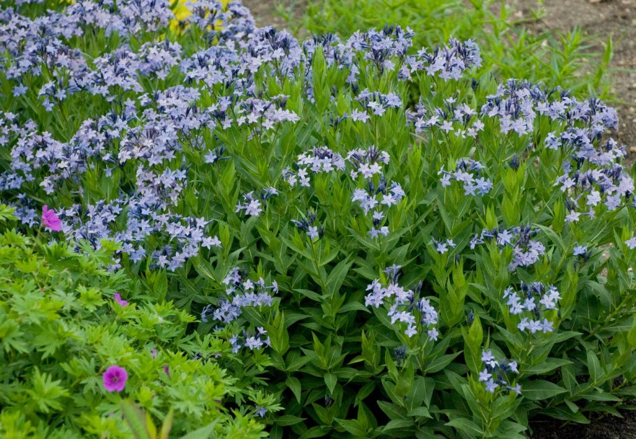 Arenaria grandiflora