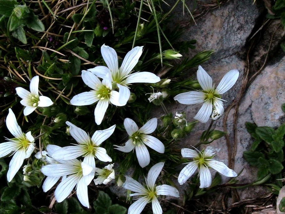 Аренария песчанка