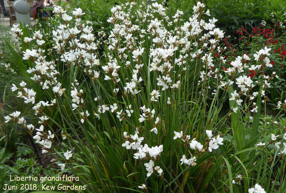 Либертия метельчатая