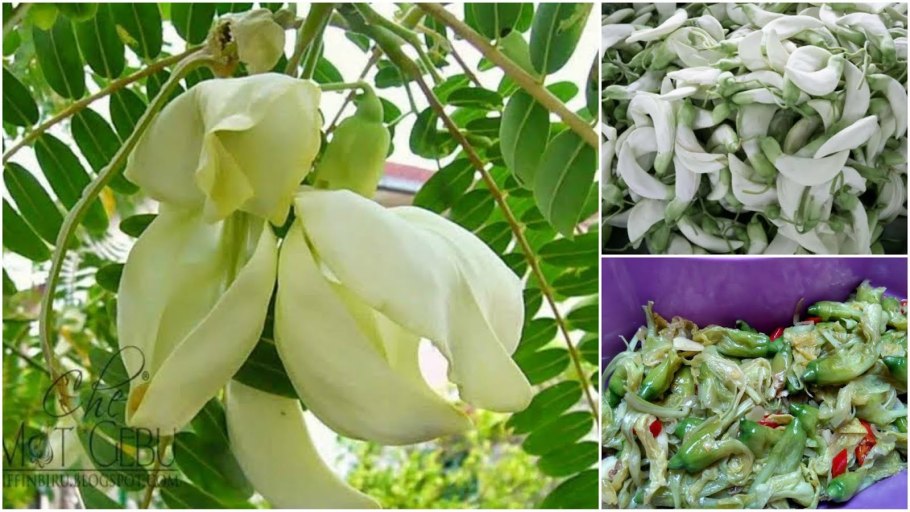 Прунелла (Черноголовка) Альба