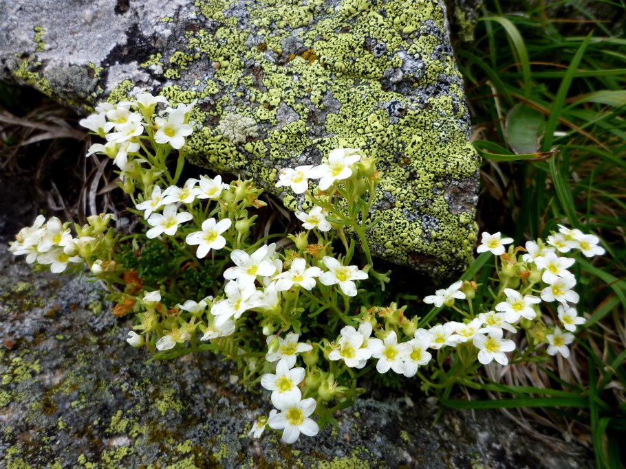 Трехмерная модель травы