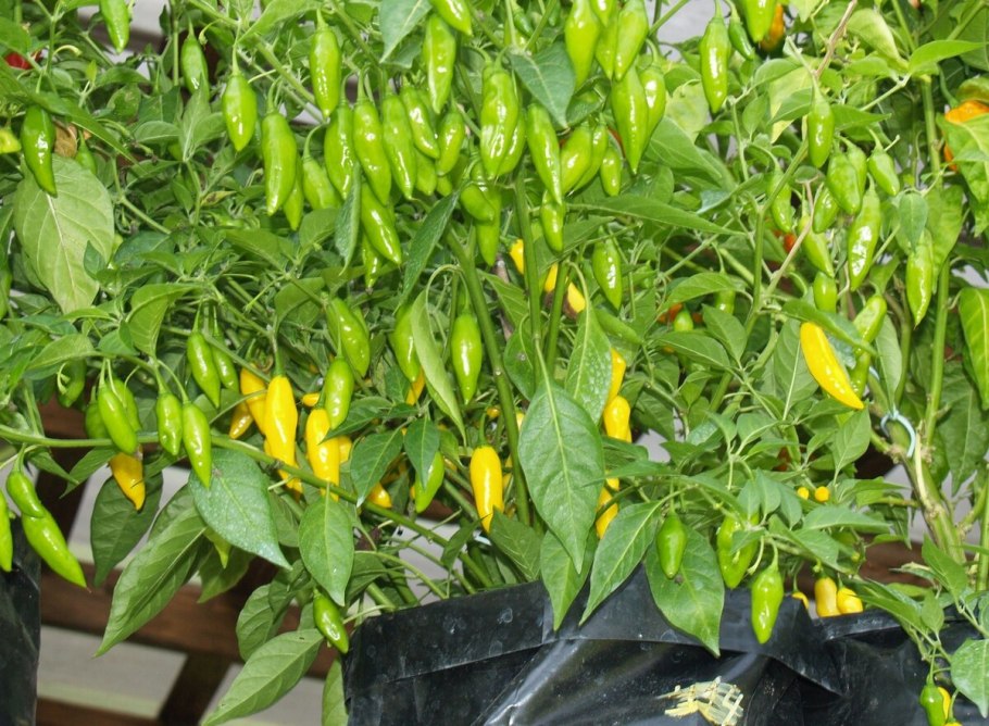 Острый перец Rocoto Yellow