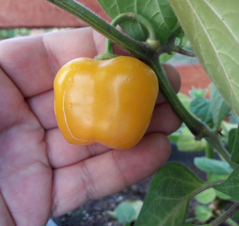 Гвинейский перец